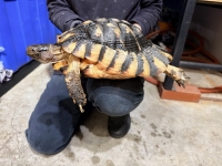 クリックで拡大画像表示