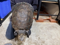 クリックで拡大画像表示