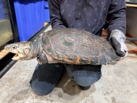 クリックで拡大画像表示