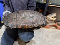 クリックで拡大画像表示