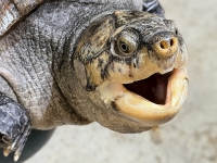 クリックで拡大画像表示