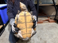 クリックで拡大画像表示