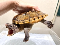 クリックで拡大画像表示