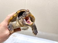 クリックで拡大画像表示