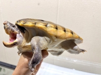 クリックで拡大画像表示