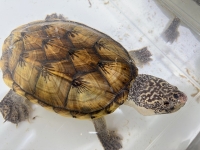 クリックで拡大画像表示