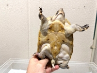 クリックで拡大画像表示