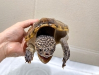 クリックで拡大画像表示