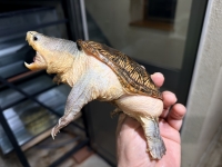 クリックで拡大画像表示