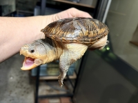 クリックで拡大画像表示