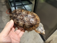 クリックで拡大画像表示