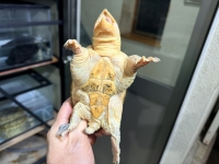 クリックで拡大画像表示