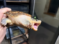 クリックで拡大画像表示