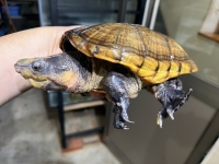 クリックで拡大画像表示