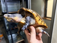 クリックで拡大画像表示