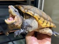 クリックで拡大画像表示