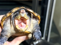 クリックで拡大画像表示