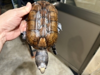 クリックで拡大画像表示