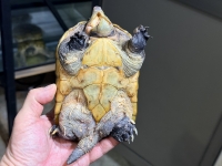 クリックで拡大画像表示