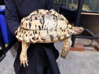 クリックで拡大画像表示