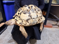 クリックで拡大画像表示