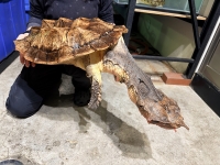 クリックで拡大画像表示