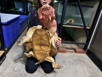 クリックで拡大画像表示