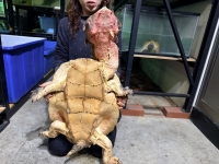 クリックで拡大画像表示