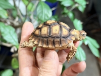 クリックで拡大画像表示