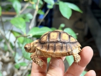 クリックで拡大画像表示