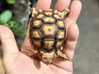 クリックで拡大画像表示