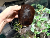 クリックで拡大画像表示