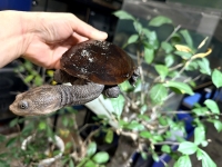 クリックで拡大画像表示