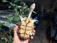 クリックで拡大画像表示