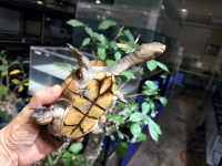 クリックで拡大画像表示