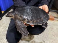 クリックで拡大画像表示