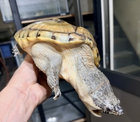 クリックで拡大画像表示