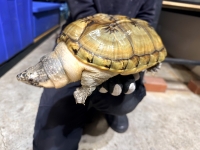 クリックで拡大画像表示