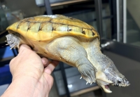 クリックで拡大画像表示