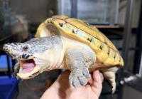 クリックで拡大画像表示