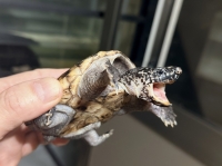 クリックで拡大画像表示