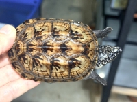 クリックで拡大画像表示