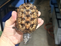 クリックで拡大画像表示