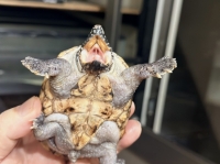 クリックで拡大画像表示