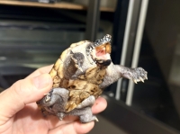 クリックで拡大画像表示