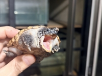 クリックで拡大画像表示