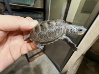 クリックで拡大画像表示