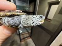 クリックで拡大画像表示