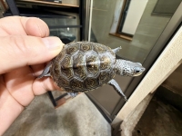 クリックで拡大画像表示