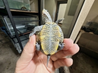 クリックで拡大画像表示